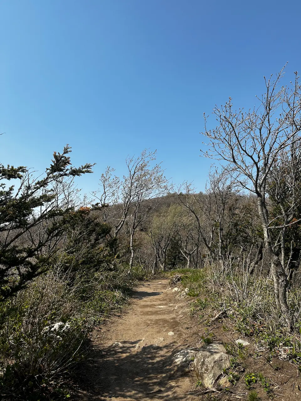 정상 부근